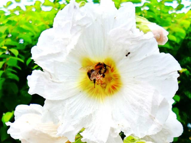 La fleur et le bourdon